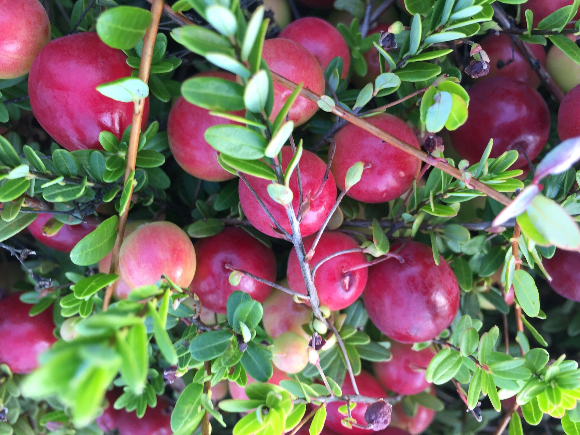 Close-up of cranberries