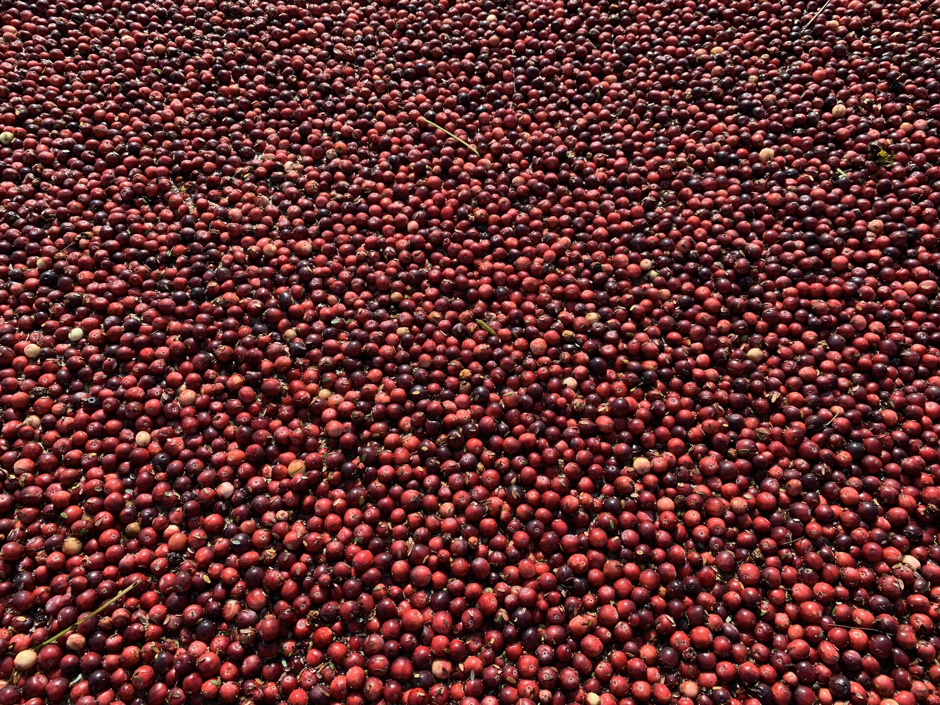 Wisconsin Atop Cranberry Production For 31st Year In A Row