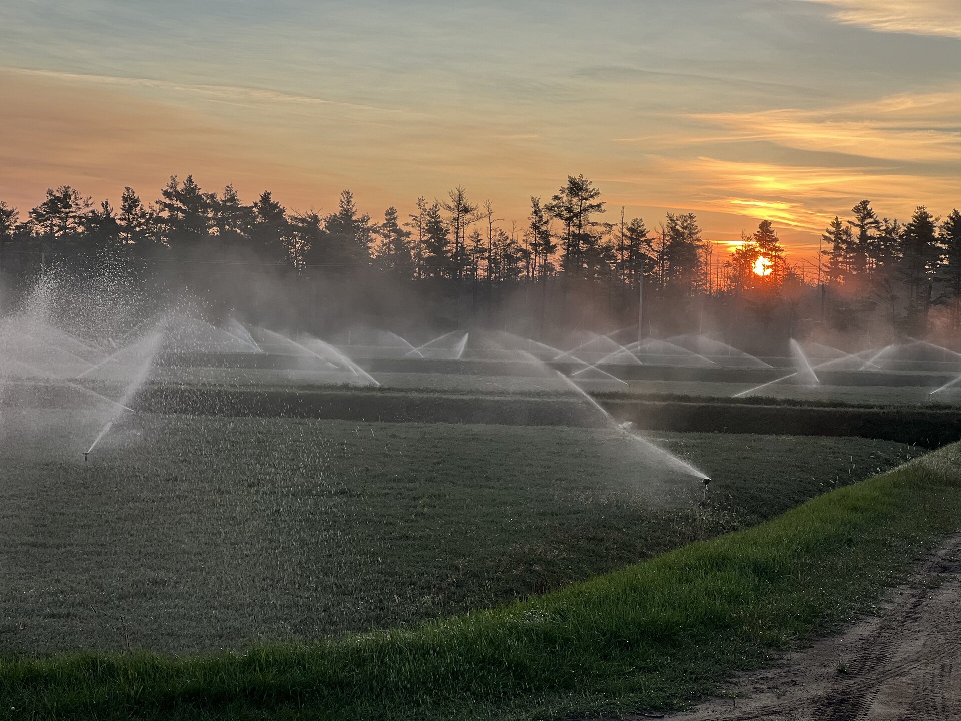 Sprinklers for frost protection