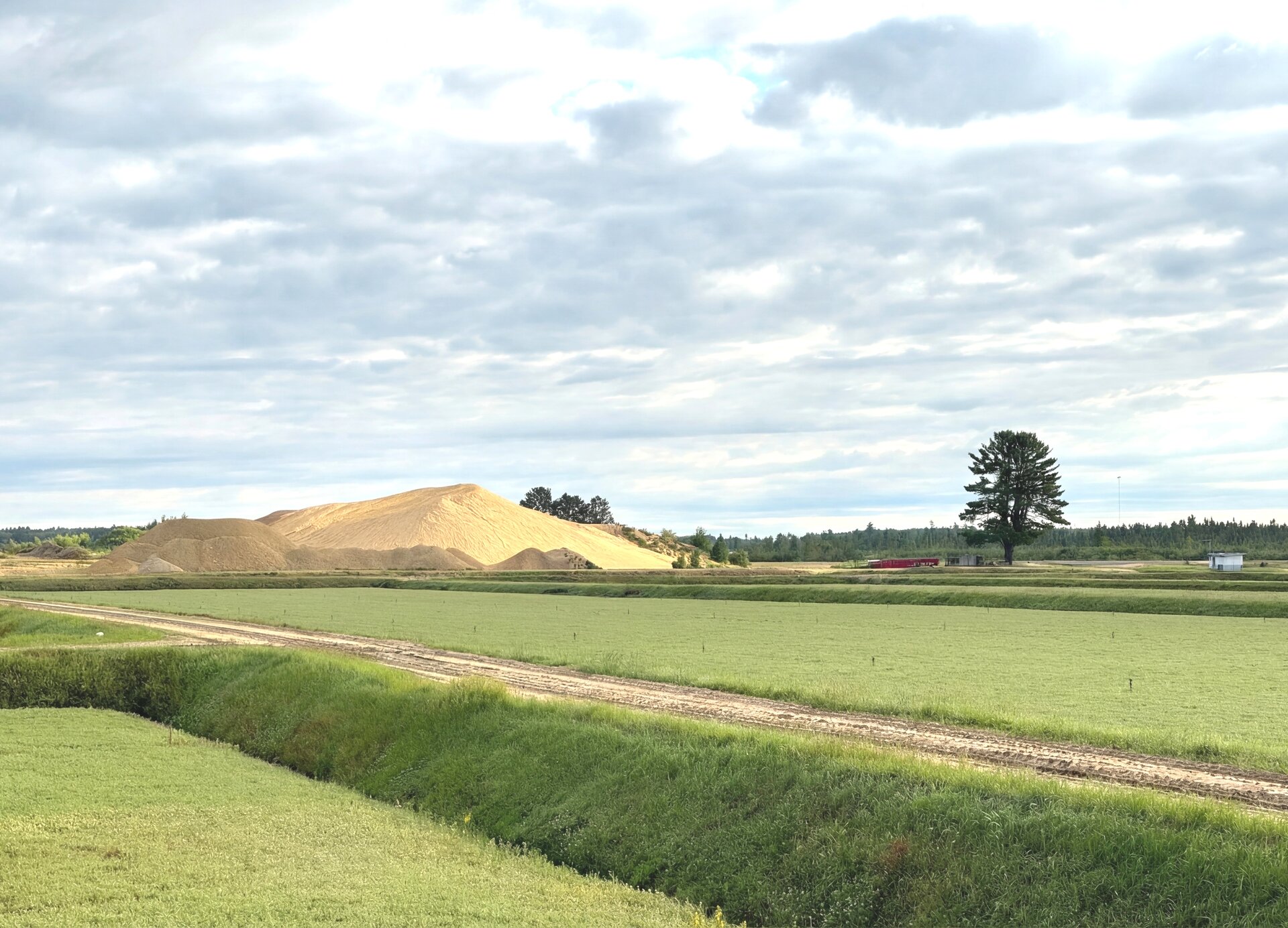 Tree on the sandpile