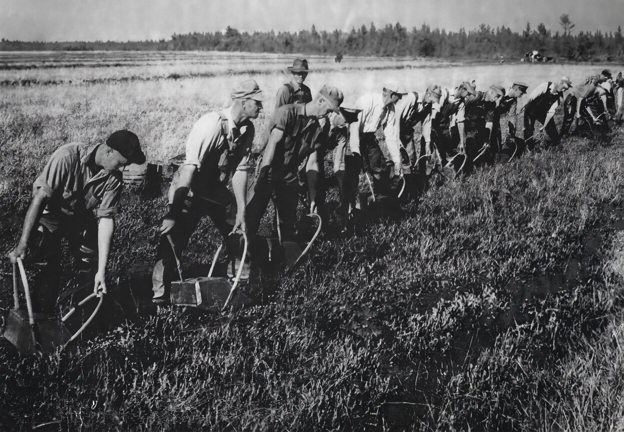 Historic cranberry raking