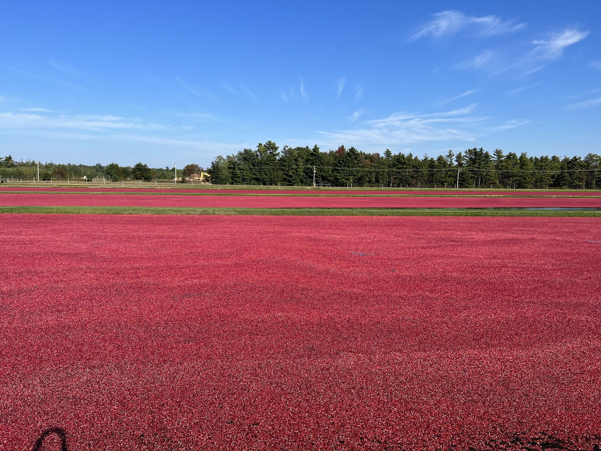 Aerial view of cranberry marsh at harvest