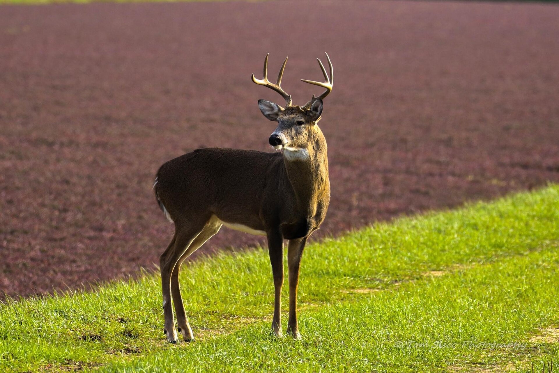 Deer near the marsh