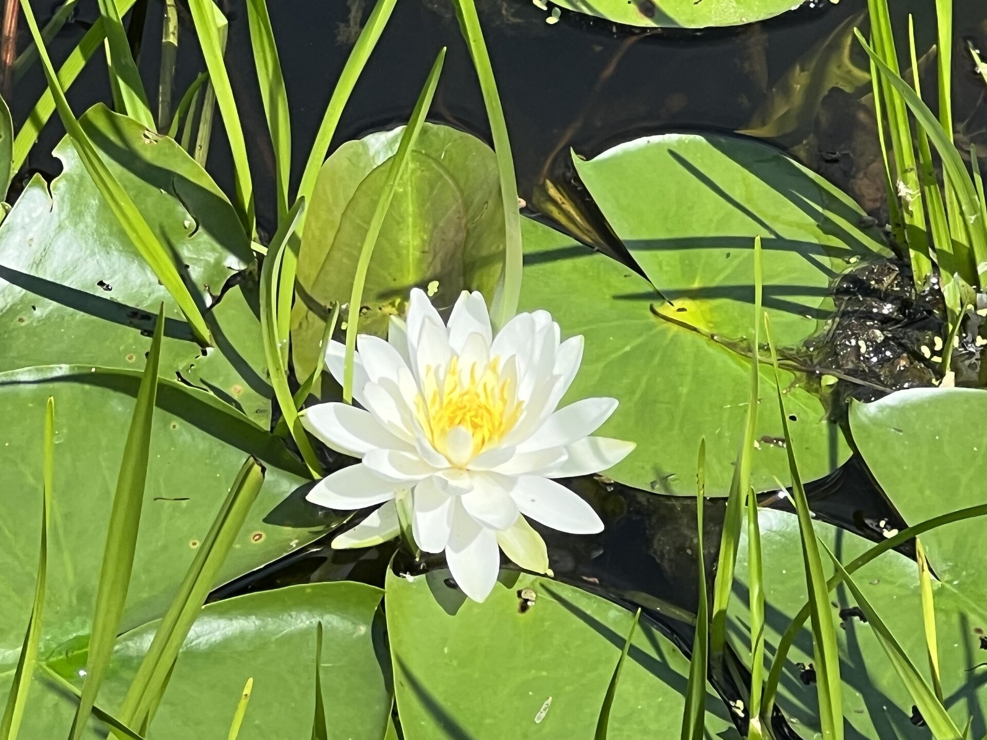 Lilypads on the reservoir