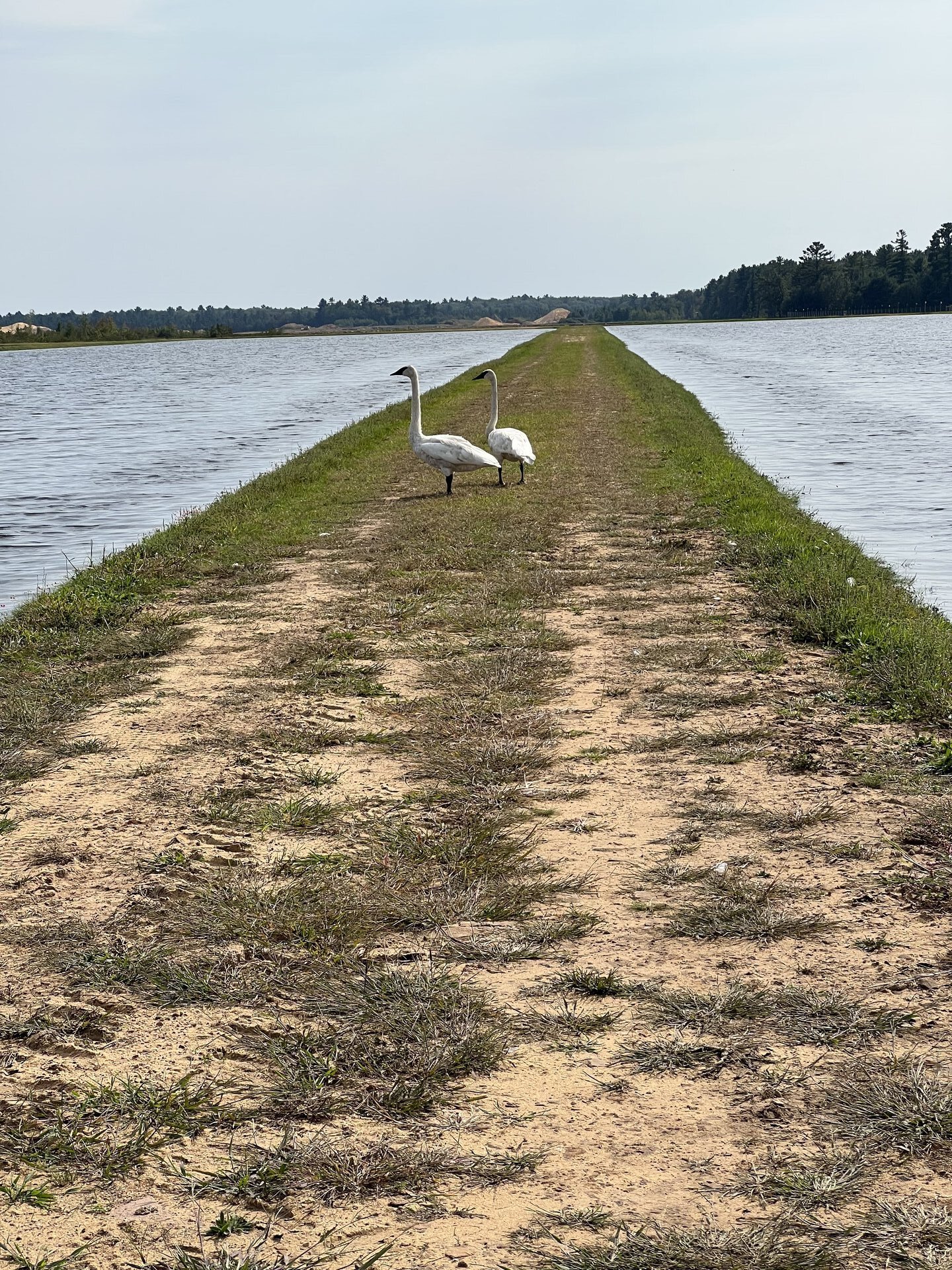 Swans on the reservoir