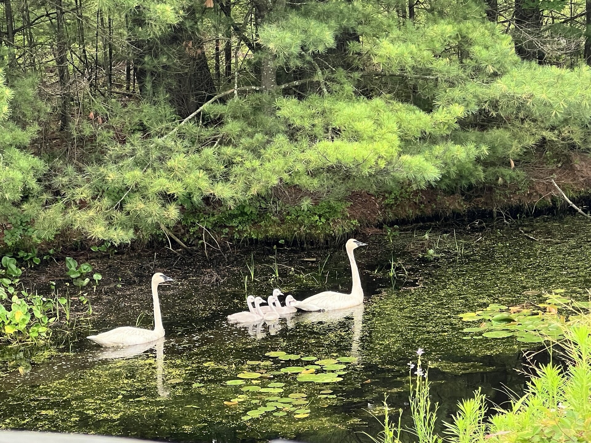 Swans on the reservoir