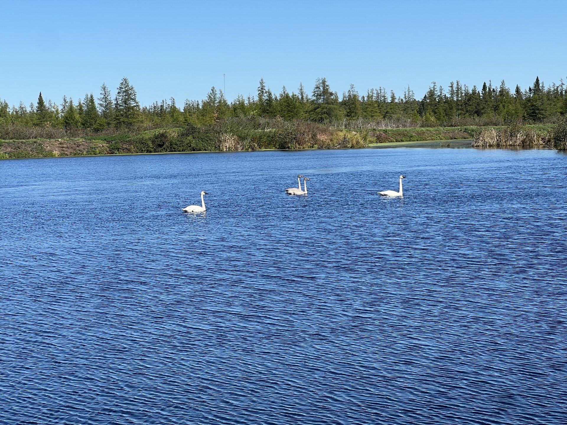Swans on the reservoir