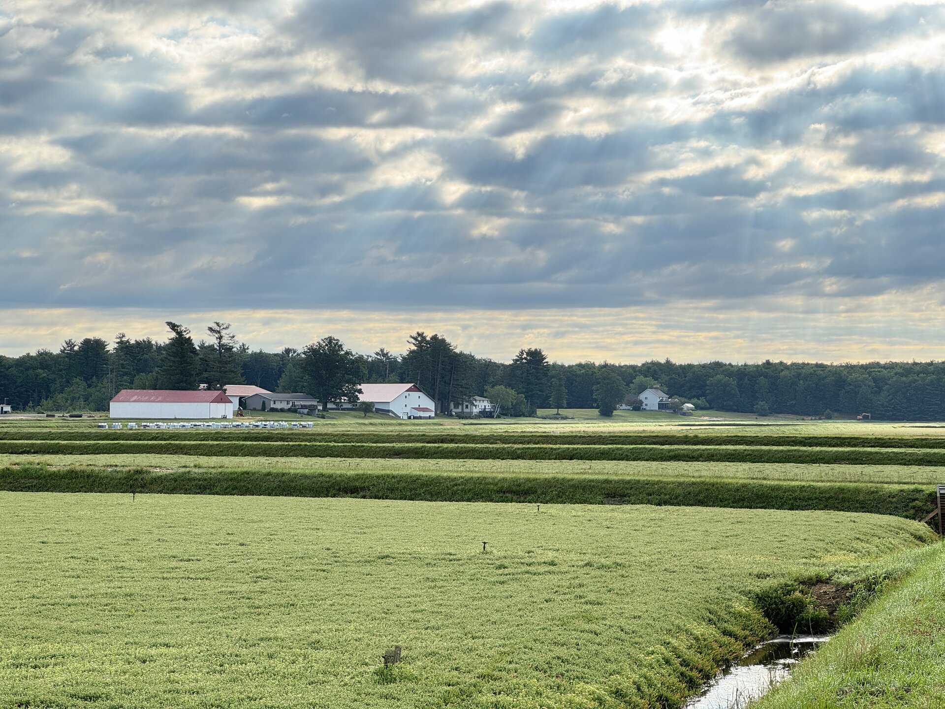 Cranberry farm operations