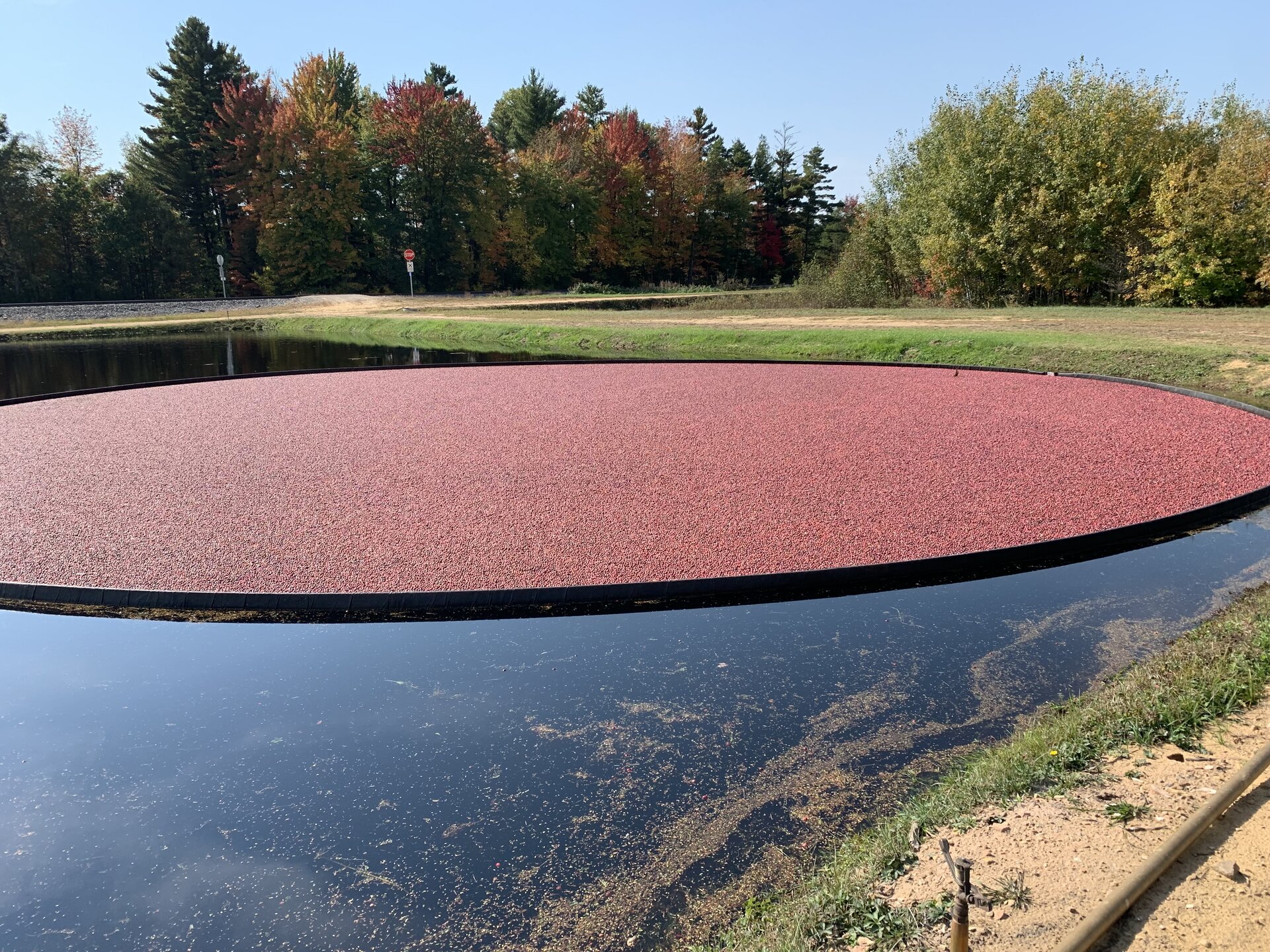 Wisconsin Cranberry Harvest Exceeds Expectations