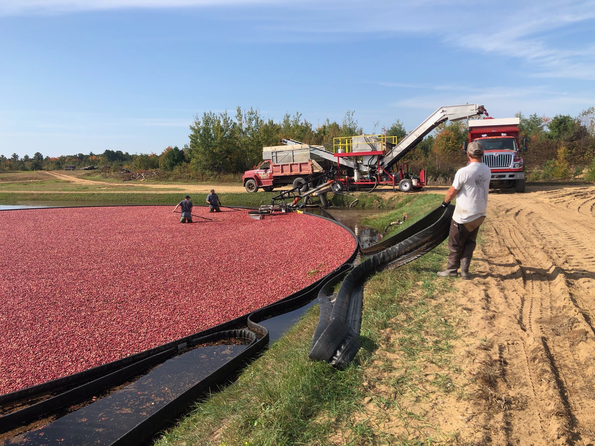 Team working on the marsh during harvest