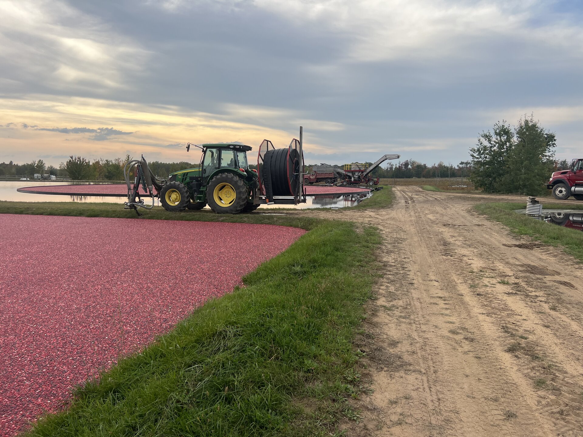Cranberry harvest scene