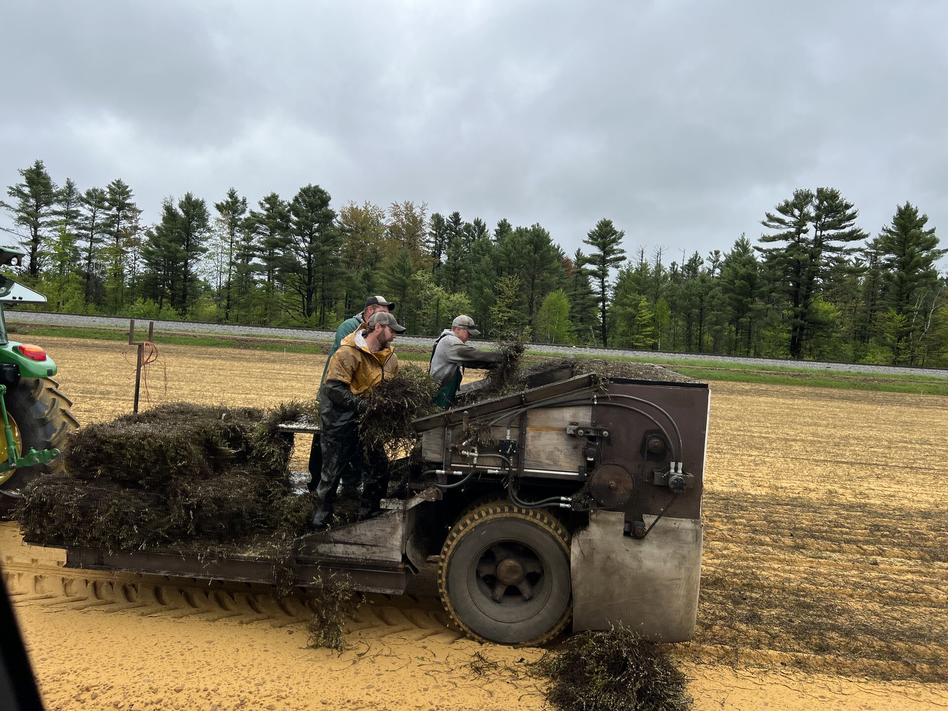Vine spreading equipment in operation