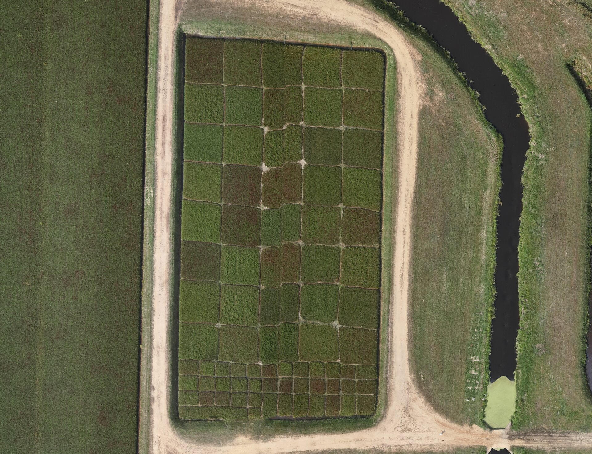 Research plots at Elm Lake Cranberry